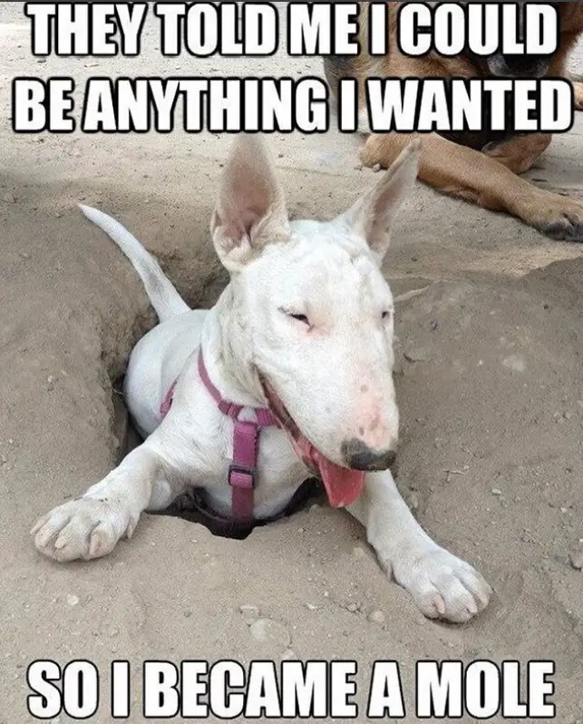 Bull Terrier in a hole in the sand photo with a text 