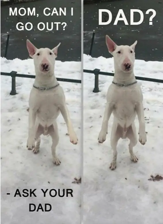 Bull Terrier walking while standing photo with a text 