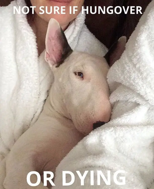 Bull Terrier in a woman's arms wearing a bath robe photo with a text 