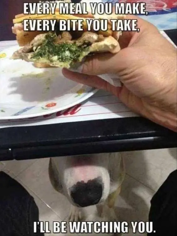 photo of a person holding a burger with a Bull Terrier under the table with a text 