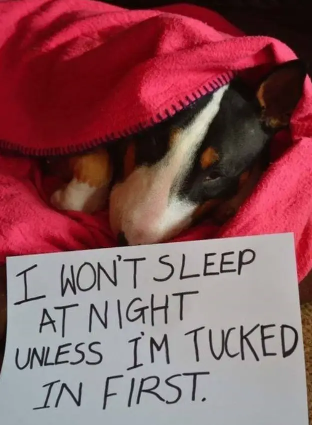 Bull Terrier wrapped in blanket with a note 