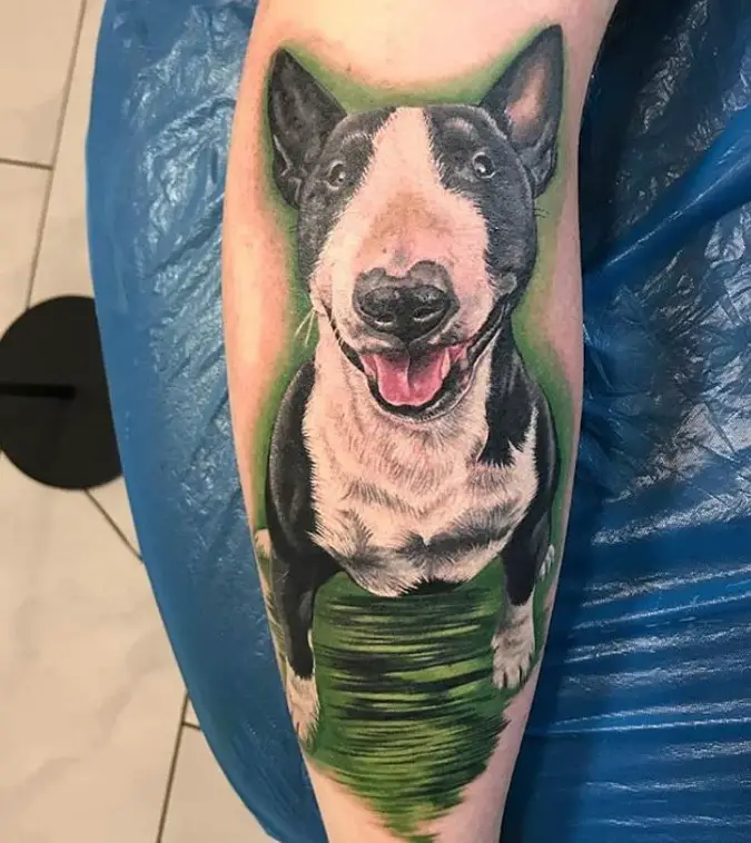 a happy black and white Bull Terrier with a green shadow tattoo on the forearm.