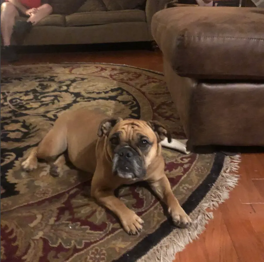 A Miniature Bulldog lying on the carpet in the living room