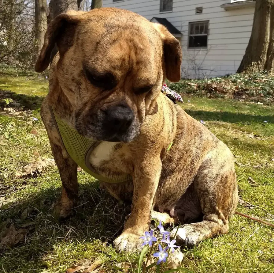 A Miniature Bulldog sitting in the yard while staring at the flowers next to him