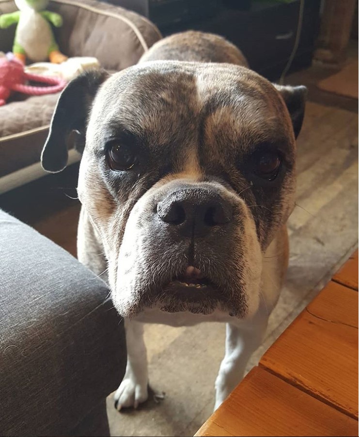 A Miniature Bulldog standing on the floor while staring