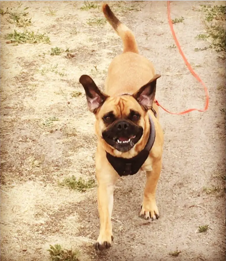 A Miniature Bulldog running while smiling