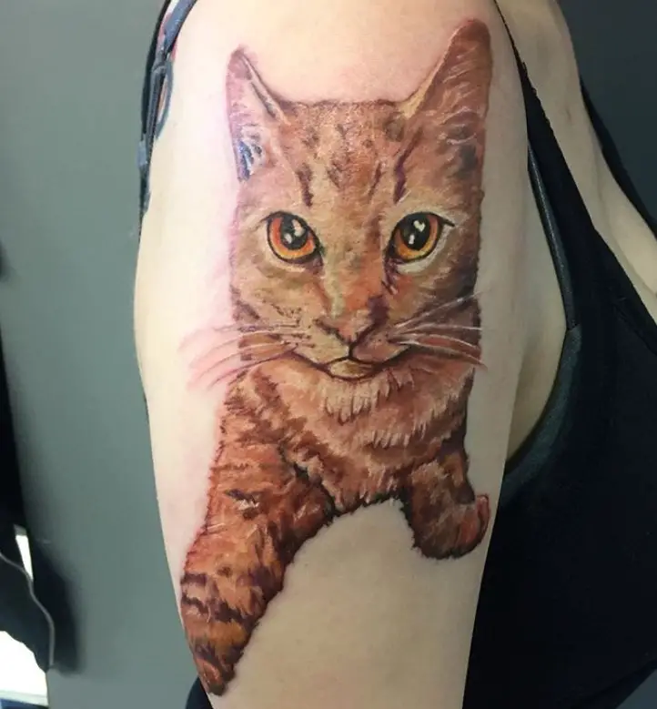 An orange realistic Cat Portrait Tattoo on the shoulder