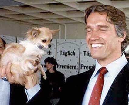 Arnold Schwarzenegger holding up his Chihuahua with one hand