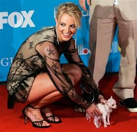 Britney Spears putting her Chihuahua dog on the floor