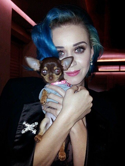 Katy Perry holding her Chihuahua close to her face