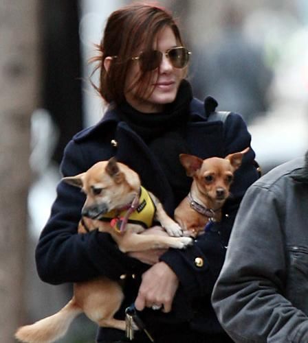 Sandra Bullock with her two Chihuahuas in her arms