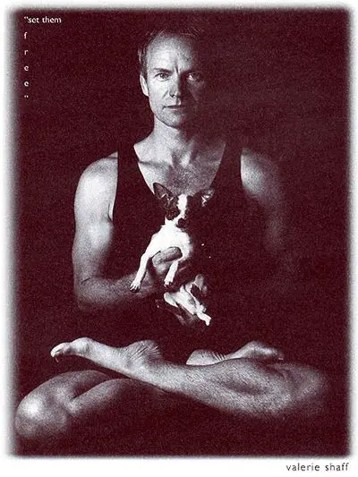 black and white photo of Sting sitting in indian position while holding his Chihuahua 