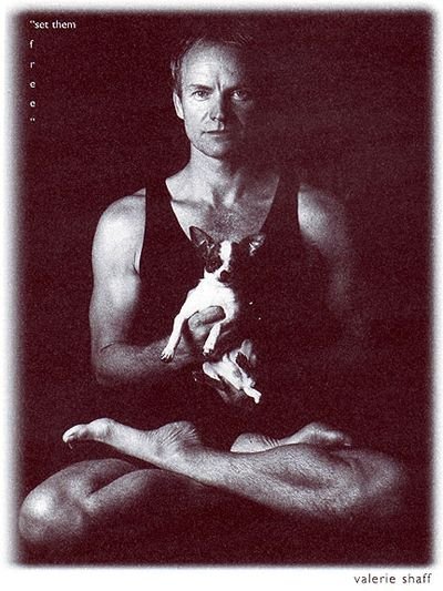 black and white photo of Sting sitting in indian position while holding his Chihuahua