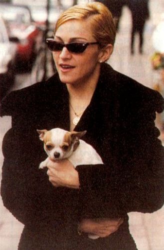 old photo of Madonna with her Chihuahua