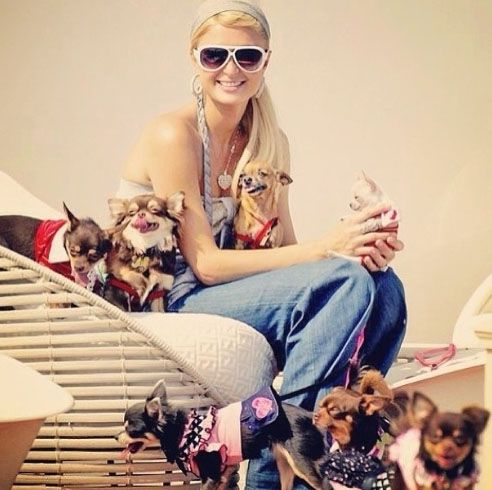 Paris Hilton siting on the chair with her five Chihuahuas