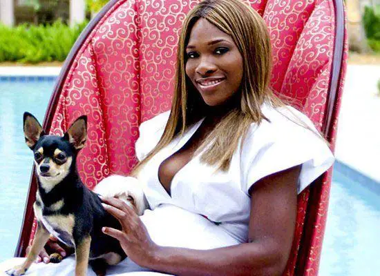 Serena Williams sitting on the chair with her Chihuahua