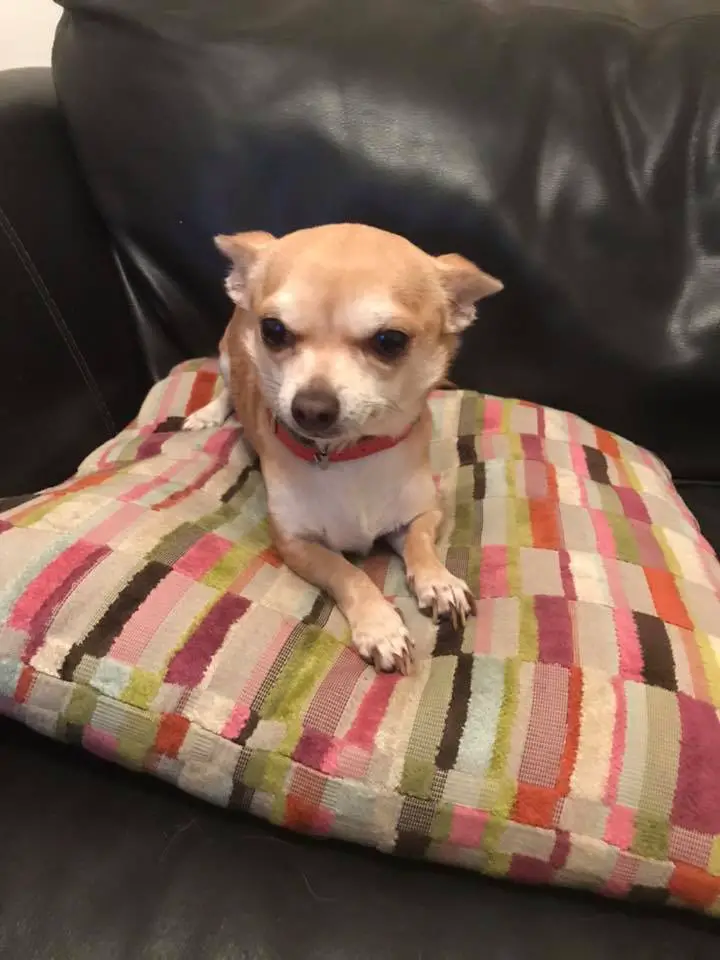 A Chihuahua named Temph lying on top of the pillow on the couch