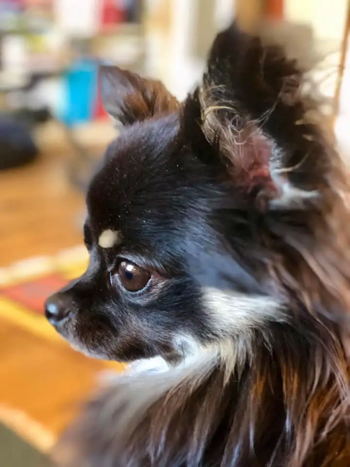 A Chihuahua named Astor looking sideways