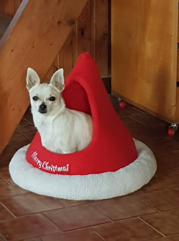 A Chihuahua named Praline sitting inside a large santa hat bed
