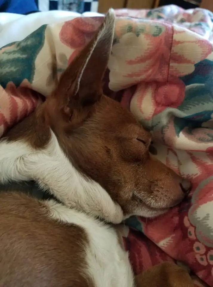 A Chihuahua named Gizmo sleeping in bed