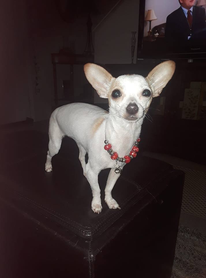 A Chihuahua named Kira standing on top of the couch