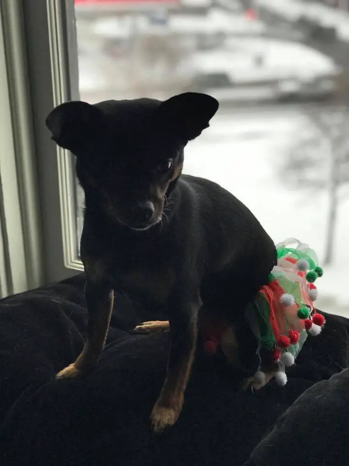 A Chihuahua named Dixie Lee sitting on the couch by the window