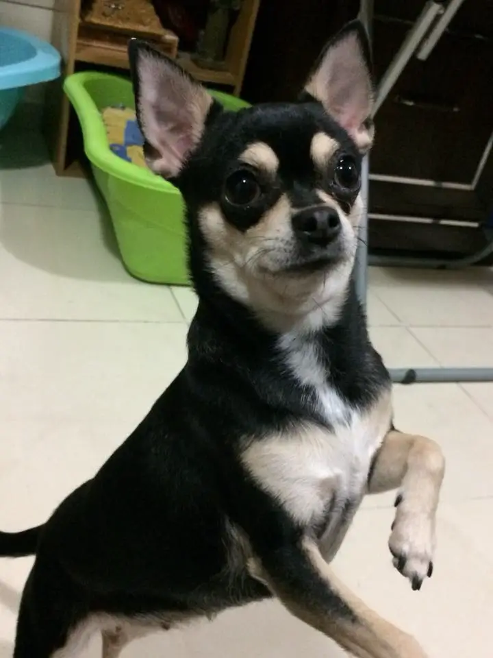 A Chihuahua named named Twister with its begging face
