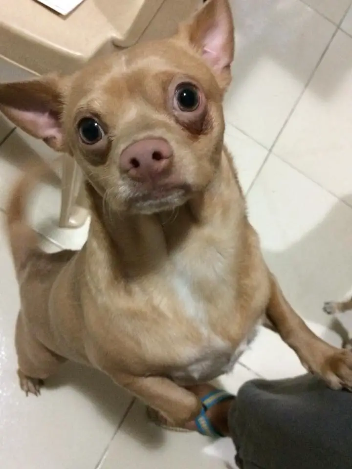 A Chihuahua named Tornado standing up leaning against the legs of a woman while showing its begging face