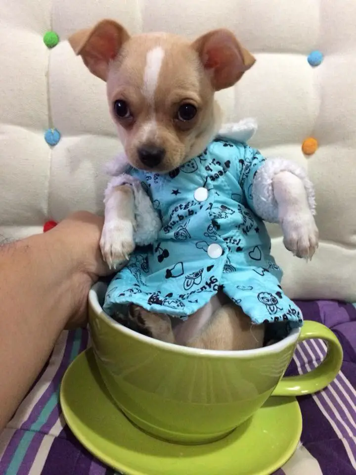 A Chihuahua named Sandstorm in a cup of coffee on top of the couch