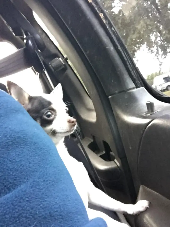 A Chihuahua named named Pepper siting in the passenger seat while looking outside the car window
