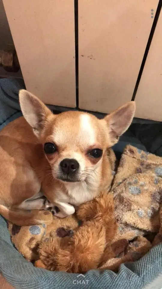 A Chihuahua named Pepita lying on its bed with its sleepy face