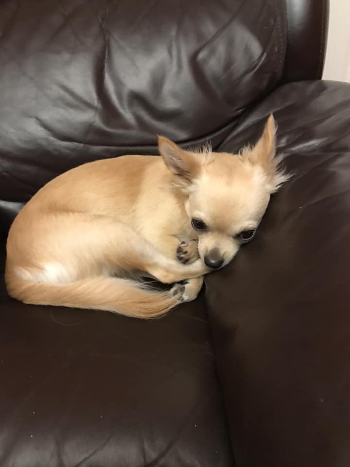 A Chihuahua named Tinkerbell lying on the couch