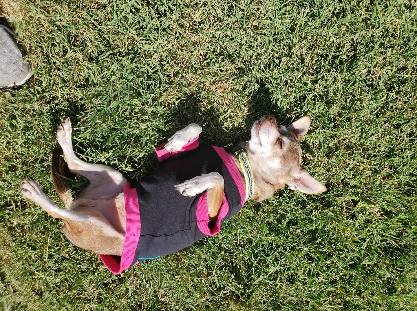 A Chihuahua named PKEE lying on the green grass