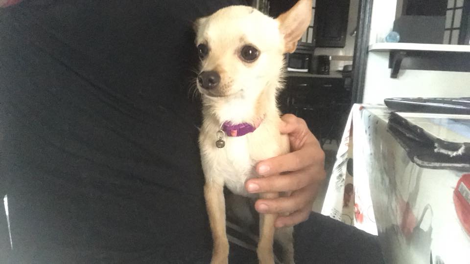 A A Chihuahua named Werita sitting on the lap of its owner