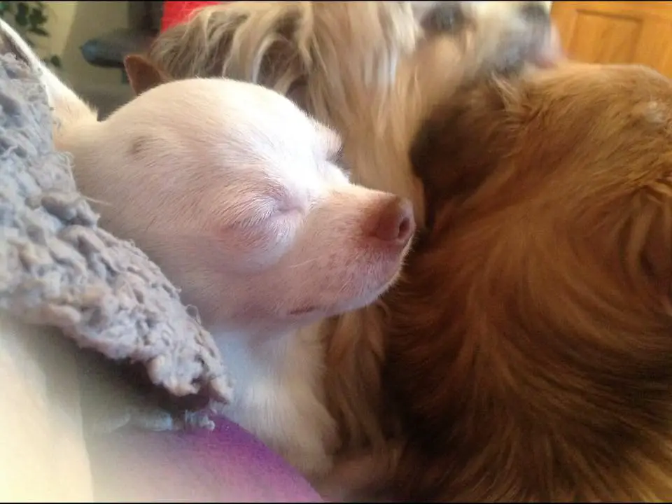 A Chihuahua sleeping on the back of other dogs