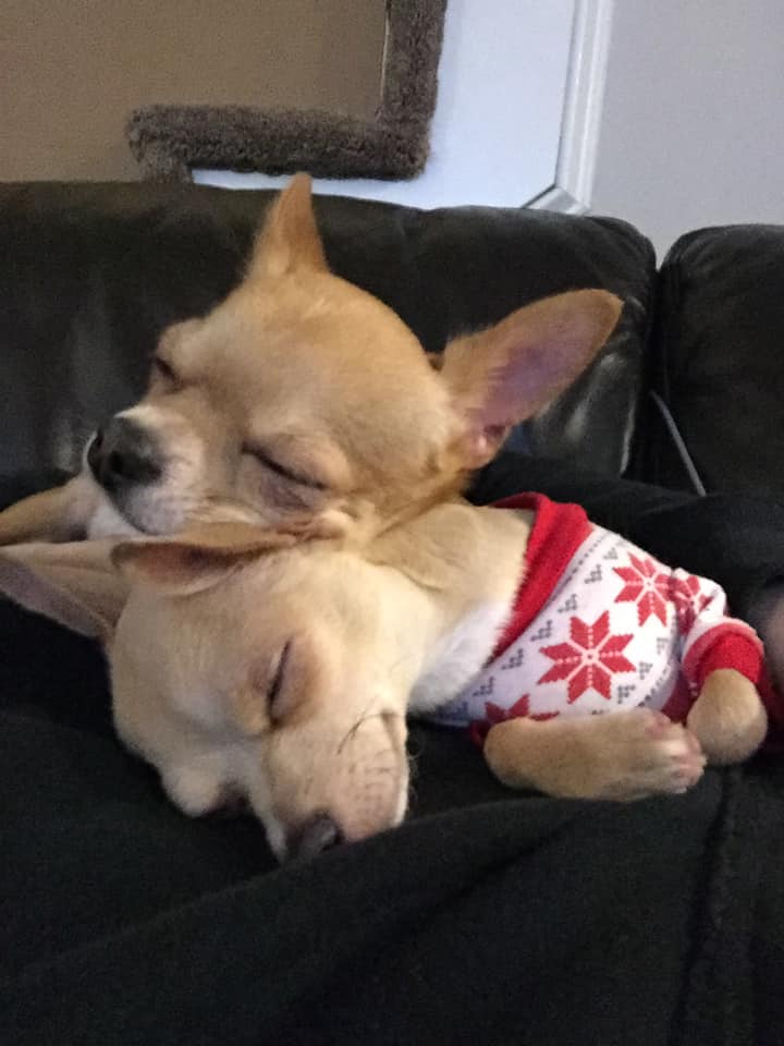 two Chihuahuas sleeping on the couch