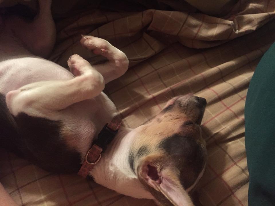 A Chihuahua lying on its back while sleeping on the bed