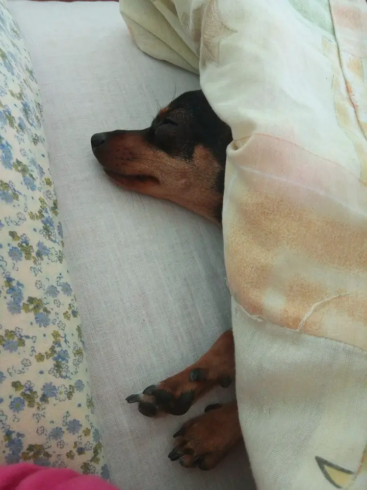 A Chihuahua lying under the blanket on the bed while sleeping