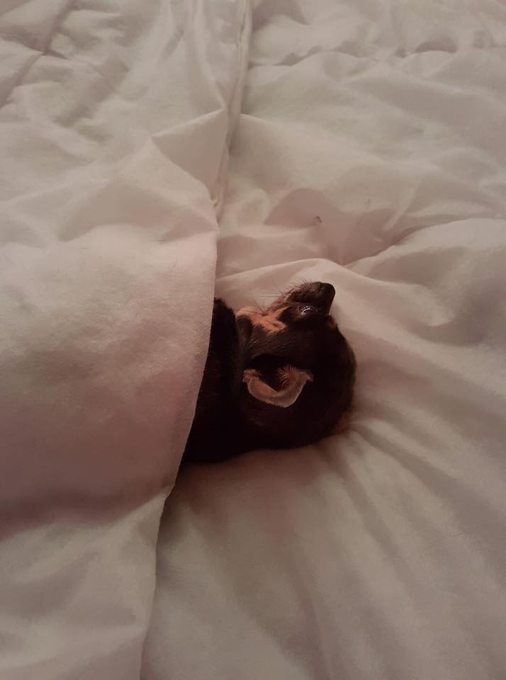 A Chihuahua sleeping on the bed with its body under the blanket