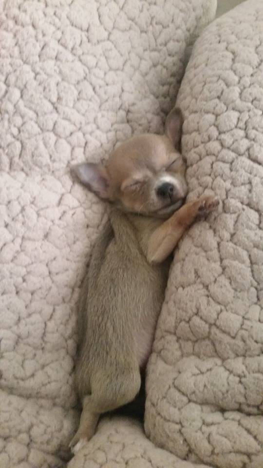 A Chihuahua puppy sleeping in between the pillows
