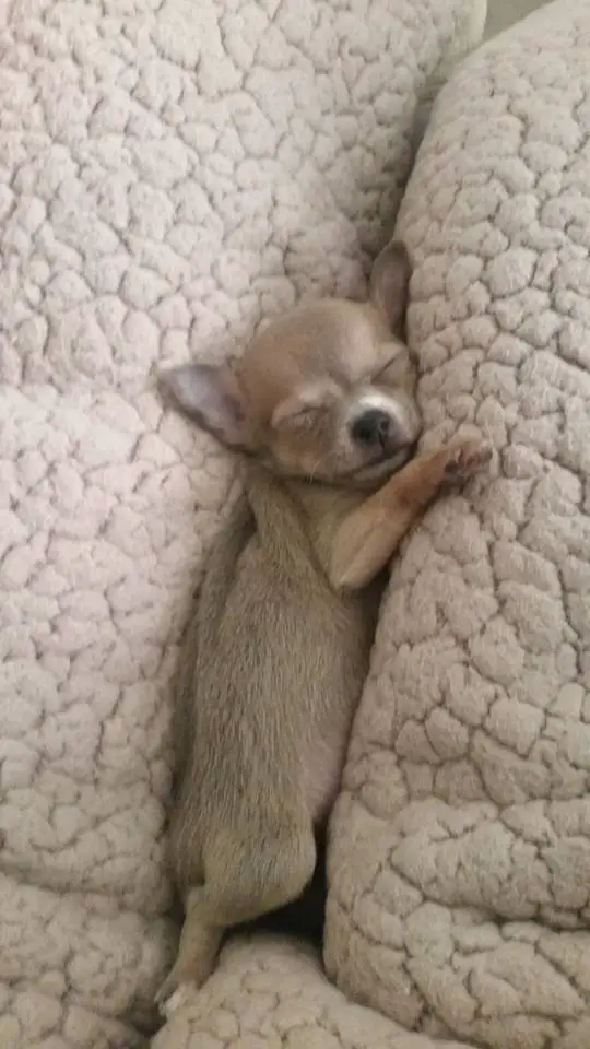 A Chihuahua puppy sleeping in between the pillows