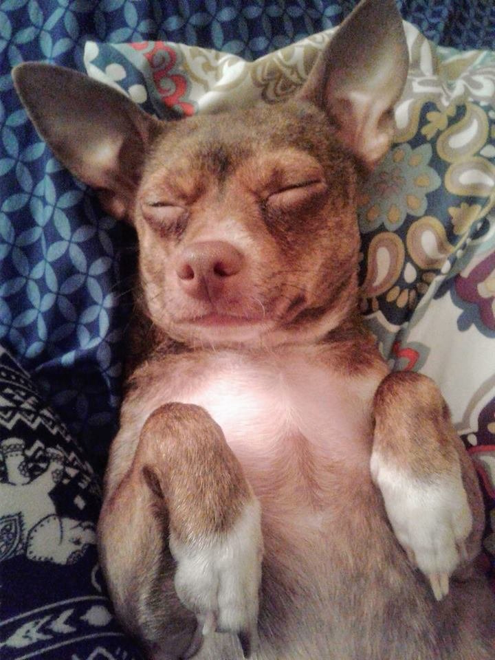A Chihuahua lying on its back while sleeping on the bed