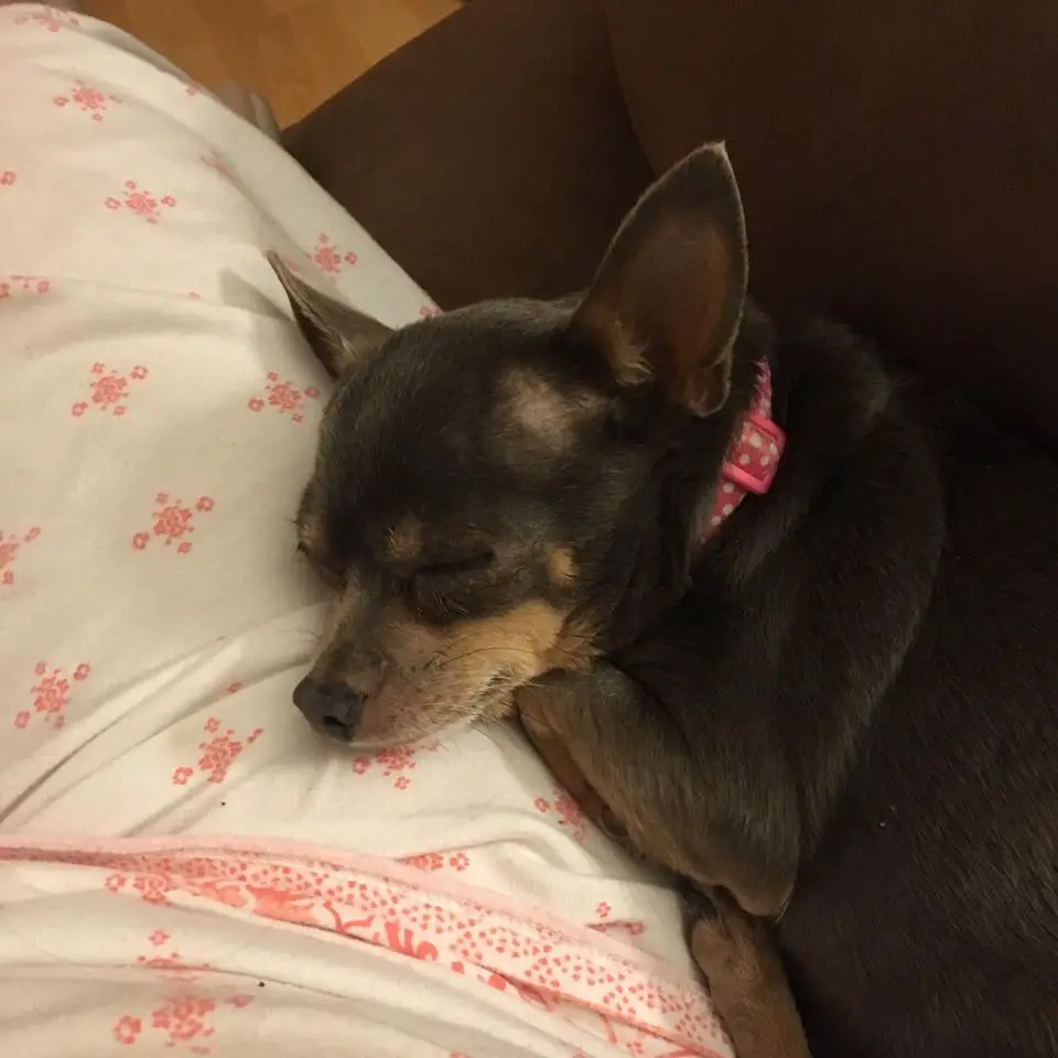 A Chihuahua sleeping on the couch