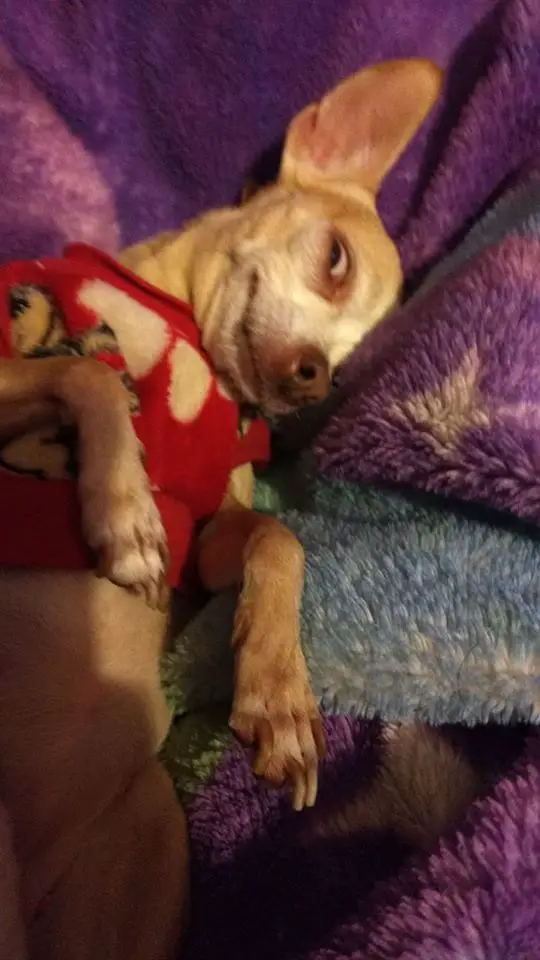 A Chihuahua sleeping with its eyes open on the bed