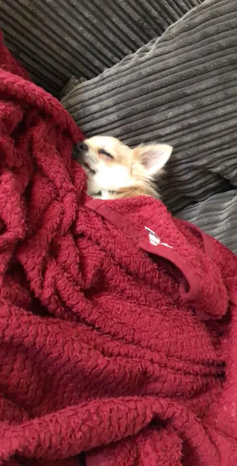 A Chihuahua snuggled in a blanket while sleeping on the bed