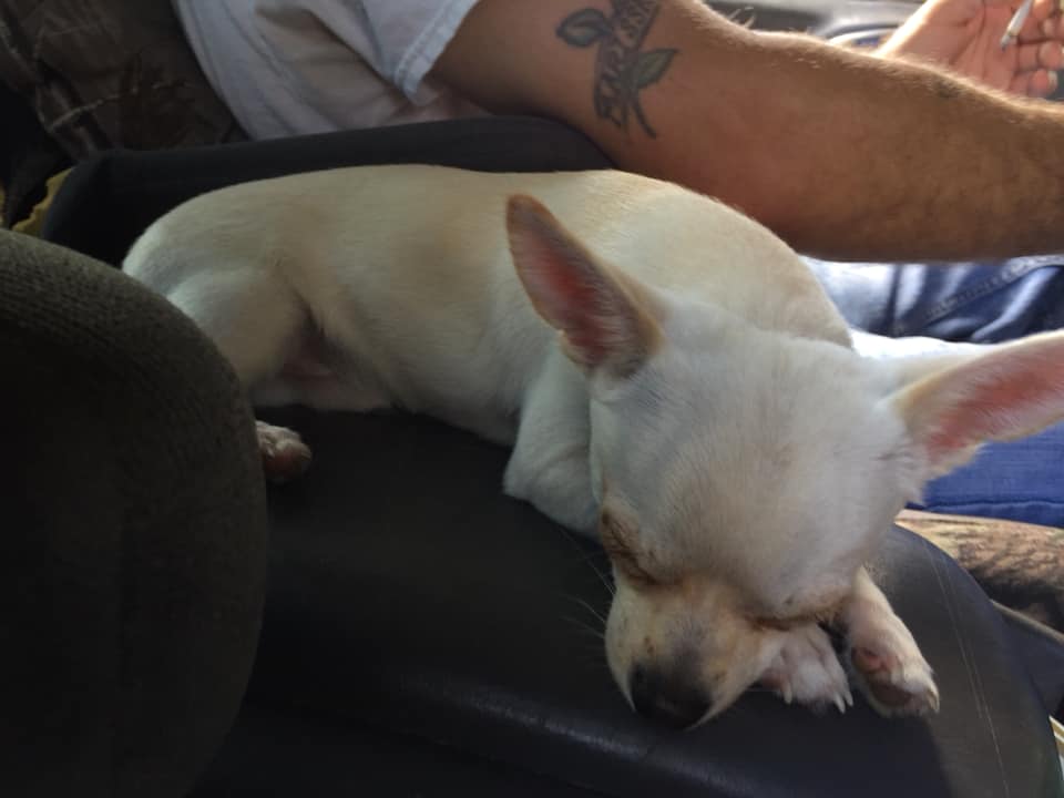 A white Chihuahua sleeping on top of the arm of the chair next to the man