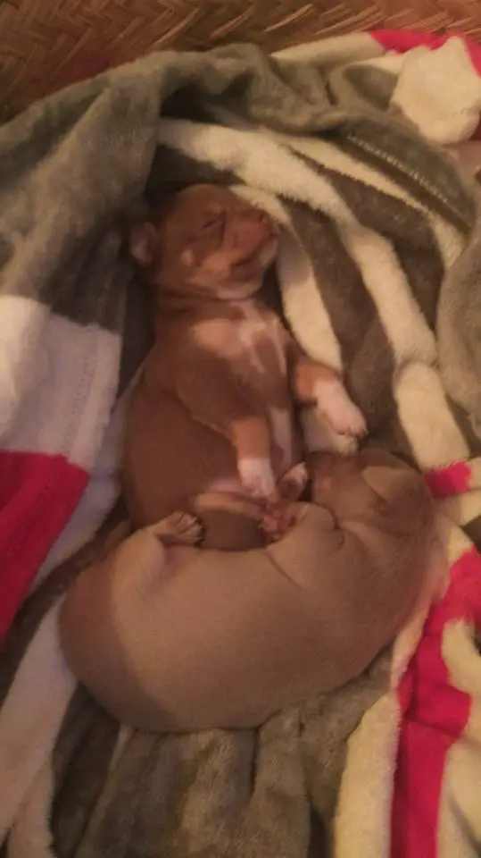 two Chihuahua puppies sleeping in the blanket