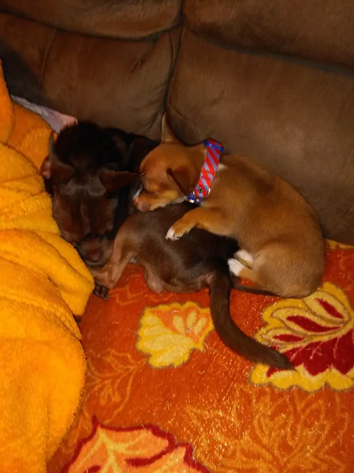 A Chihuahua sleeping behind the dog on the couch