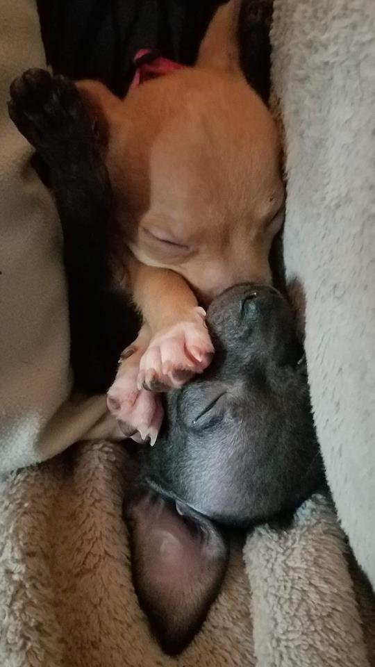 two Chihuahuas sleeping on the bed while hugging each other