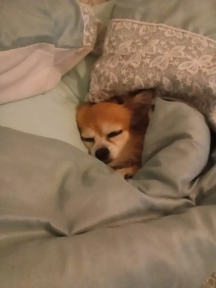 A Chihuahua sleeping comfortably on the bed